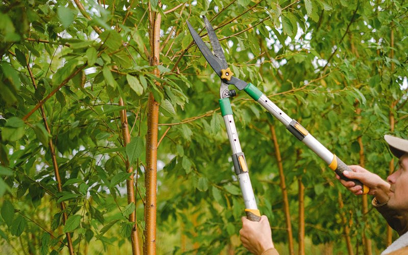 Tree trimming in Marshall, AK