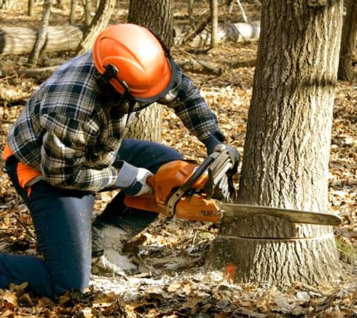 Tree Removal in Marshall, AK